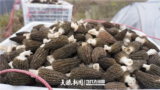 羊肚菌种植技术_羊肚菌种植技术培训视频_种羊肚菌视频