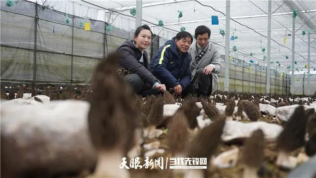 羊肚菌种植技术_羊肚菌种植技术培训视频_种羊肚菌视频