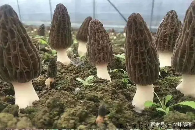 为什么为什么会想到在沙漠中种植羊肚菌？