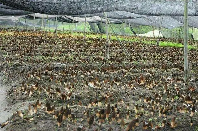 羊肚菌种植技术_科技苑羊肚菌种植视频_种羊肚菌视频