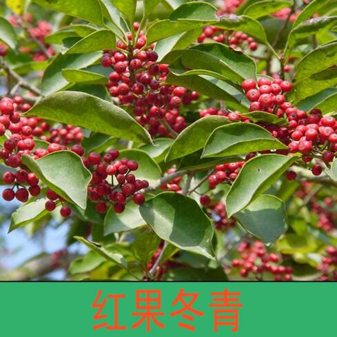 红果冬青的果实能吃吗？红果冬青如何种植？