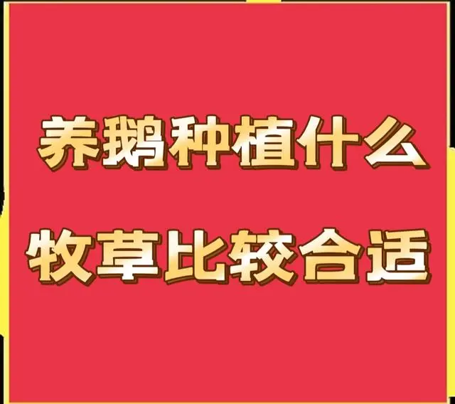 二、种植牧草养鹅的话，用什么品种最好？