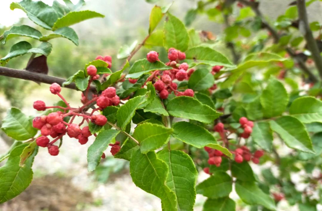 湖北农村种什么树价值高_湖北种树有哪些_湖北种植致富树
