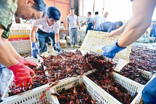龙虾养殖技术指导视频_龙虾养殖技术视频龙虾如何养_龙虾养殖技术那里好