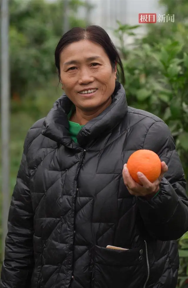 湖北农村种什么树价值高_湖北种植什么树最赚钱_湖北种植致富树