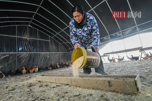 湖北农村种什么树价值高_湖北种植致富树_湖北种植什么树最赚钱