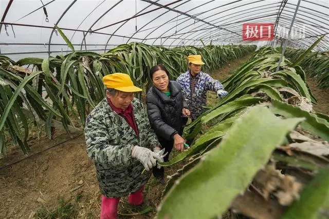 湖北农村种什么树价值高_湖北种植致富树_湖北种植什么树最赚钱