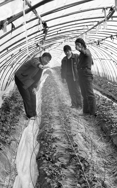 江苏镇江：40年，20棵草莓苗拼出“振兴地图”
