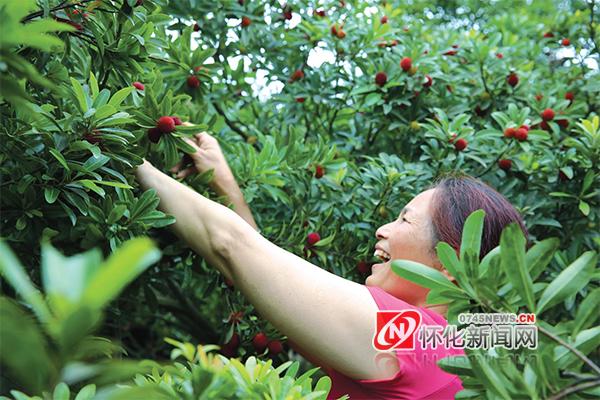 致富经杨梅种植视频_cctv7致富经杨梅_cctv7致富經于寺