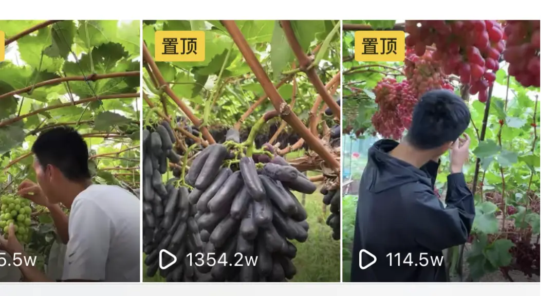 西昌立体种养致富经_西昌立体种养致富经_西昌立体种养致富经