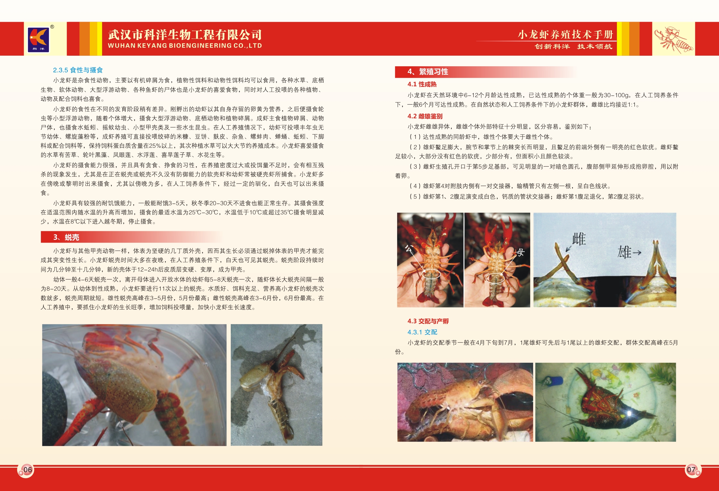 龙虾养殖技术视频龙虾如何养_龙虾养殖技术资料大全_龙虾养殖大全资料技术与方法