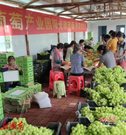 种植葡萄赚钱吗_葡萄种植致富_致富种植葡萄视频