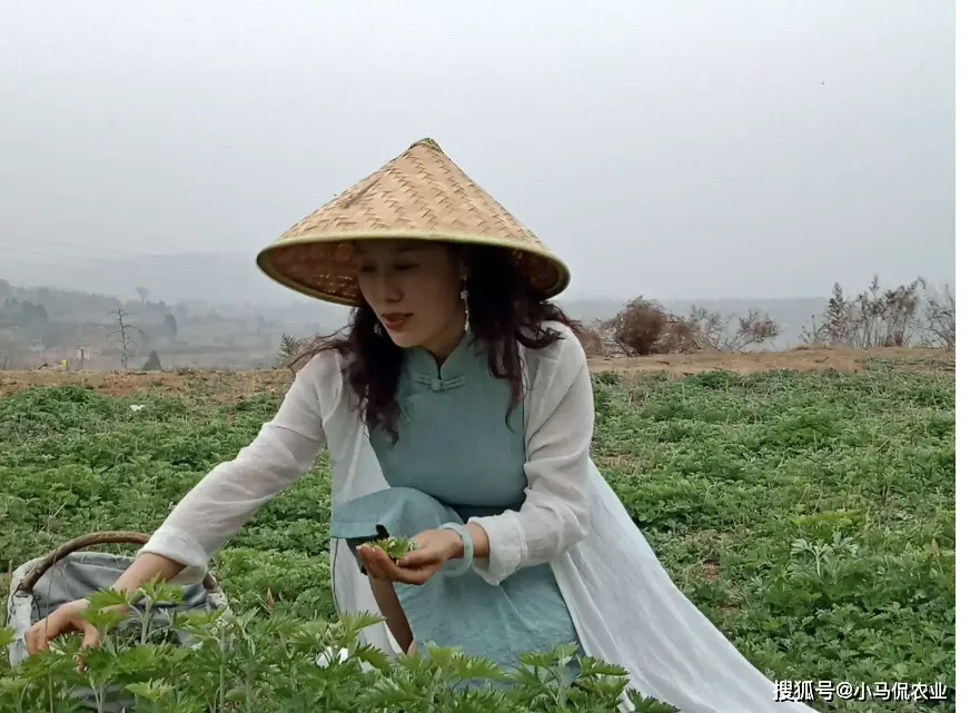 美女种植药材致富_致富经种植中药材视频_致富药材种植美女是谁