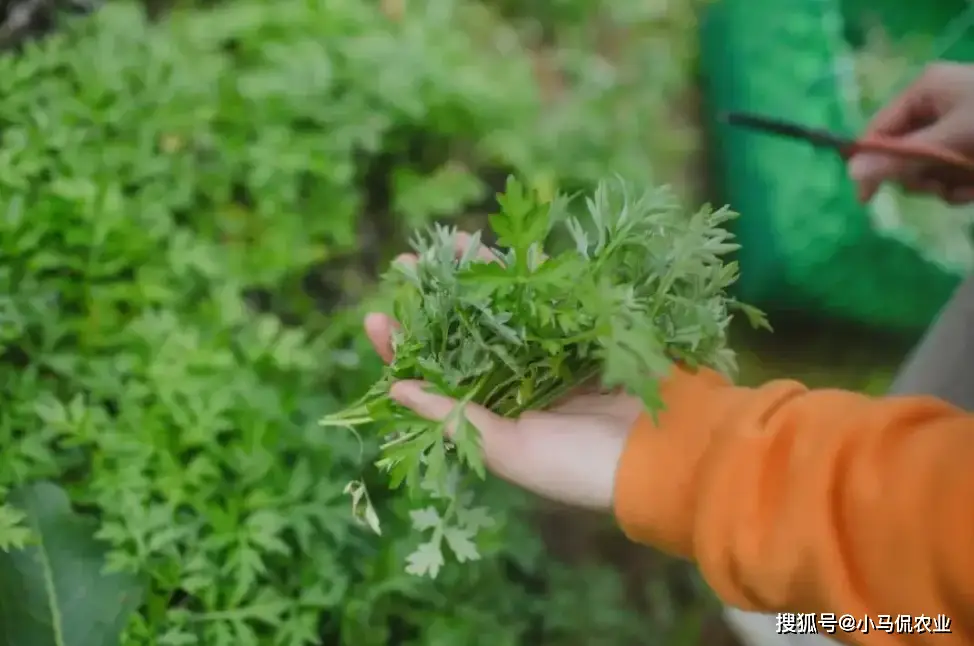 美女种植药材致富_致富药材种植美女是谁_致富经种植中药材视频