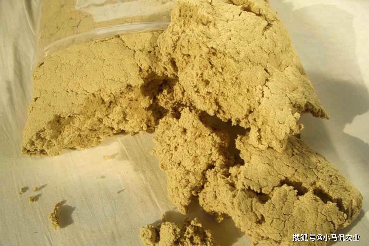 美女种植药材致富_致富经种植中药材视频_致富药材种植美女是谁