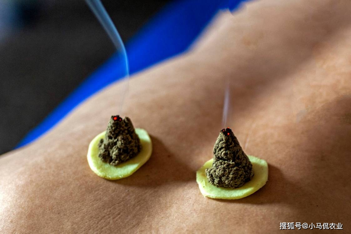致富经种植中药材视频_致富药材种植美女是谁_美女种植药材致富