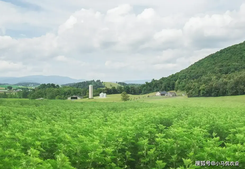 致富经种植中药材视频_致富药材种植美女是谁_美女种植药材致富
