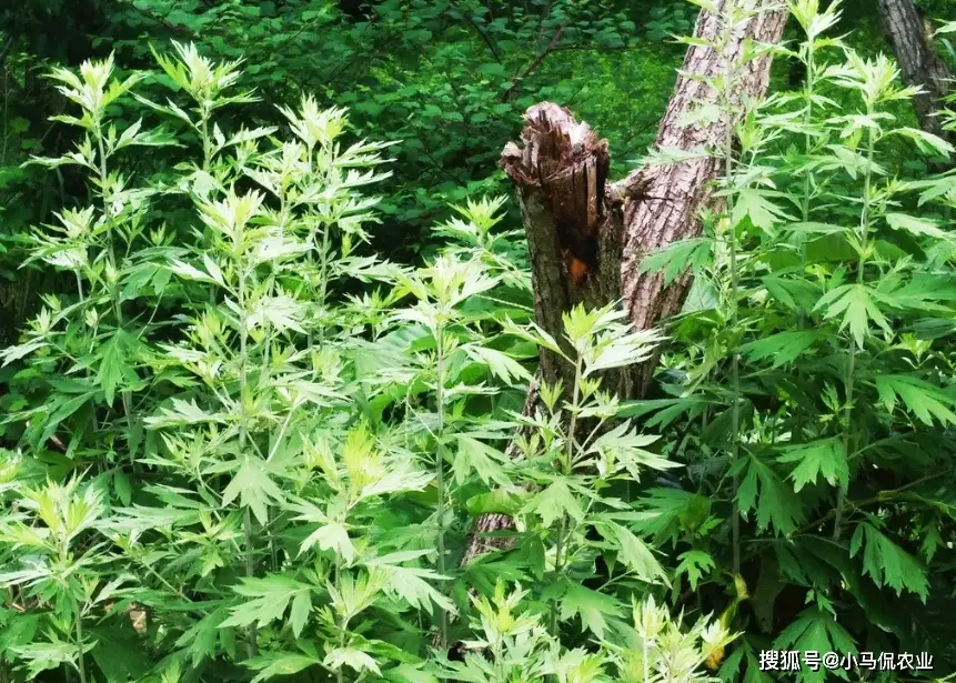 致富经种植中药材视频_致富药材种植美女是谁_美女种植药材致富