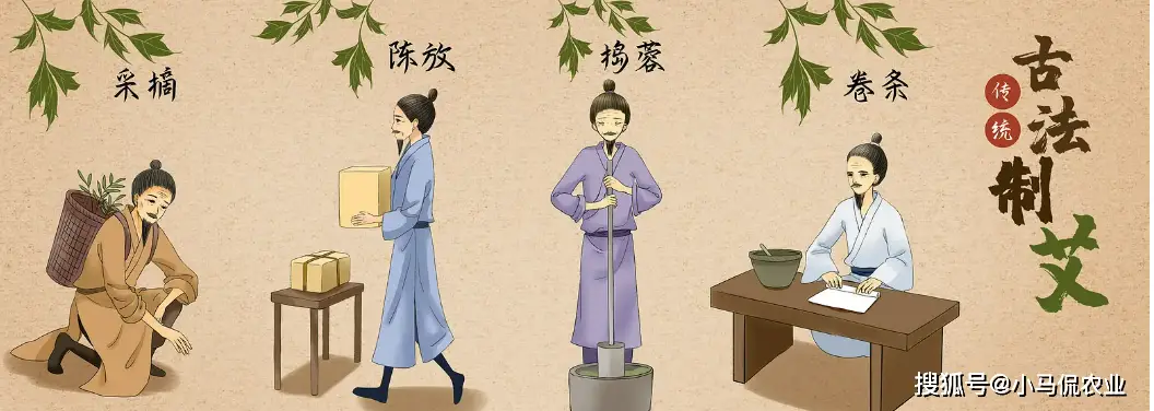 美女种植药材致富_致富经种植中药材视频_致富药材种植美女是谁