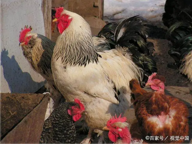 土鸡养殖我们应该注意些什么？