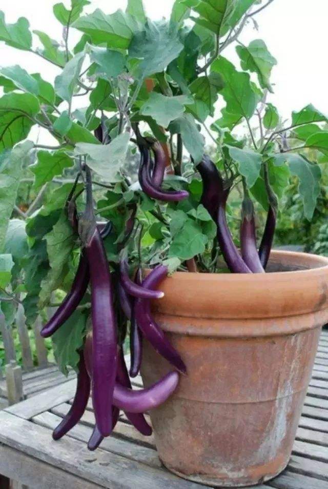 北方西兰花的种植技术_兰花在西北能养活吗_兰花在北方怎么养