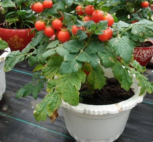 兰花在北方怎么养_北方西兰花的种植技术_兰花在西北能养活吗