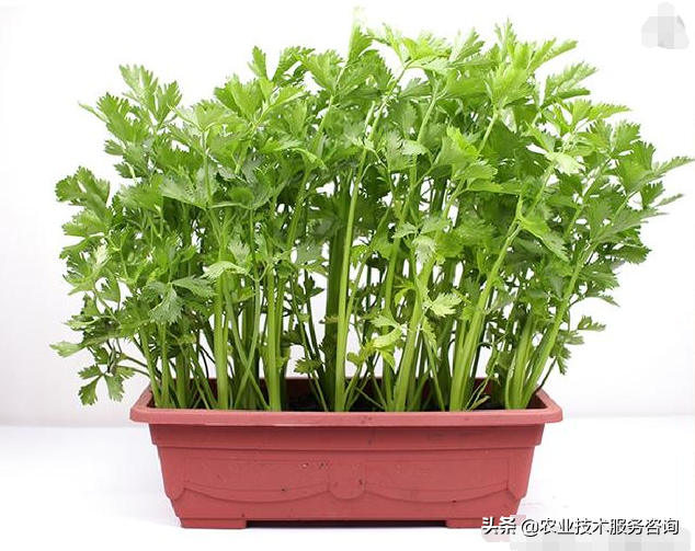 兰花北方_西北养兰花_北方西兰花的种植技术