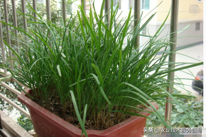 北方西兰花的种植技术_兰花北方_西北养兰花