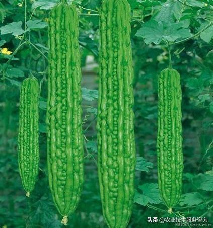 兰花北方_西北养兰花_北方西兰花的种植技术