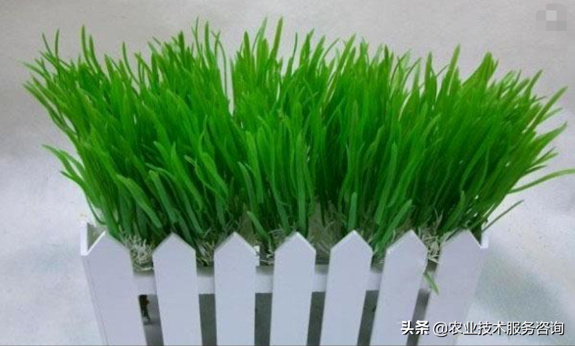 西北养兰花_兰花北方_北方西兰花的种植技术