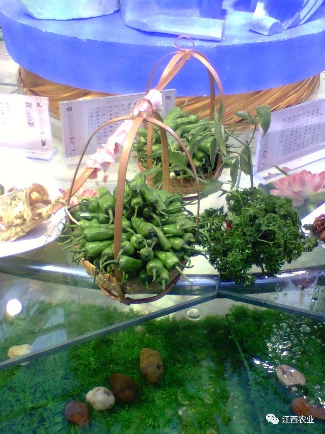 花卉致富种植门路图_花卉致富种植门路图片大全_致富门路花卉种植