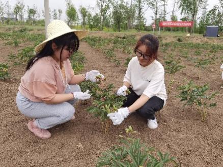 种植药材的视频_视频中草药种植技术_种植中药材技术大全