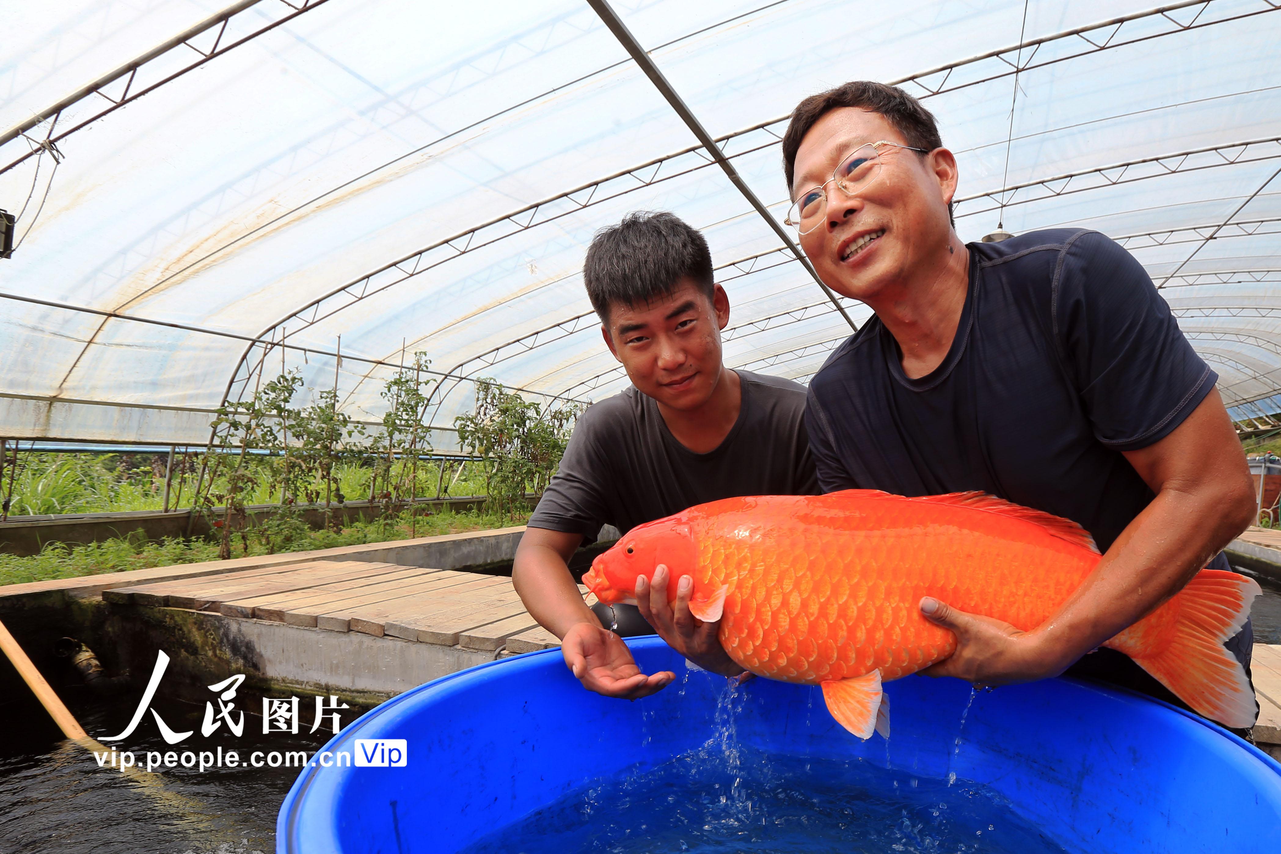 锦鲤养殖_东营养殖锦鲤致富新闻事件_锦鲤养殖视频