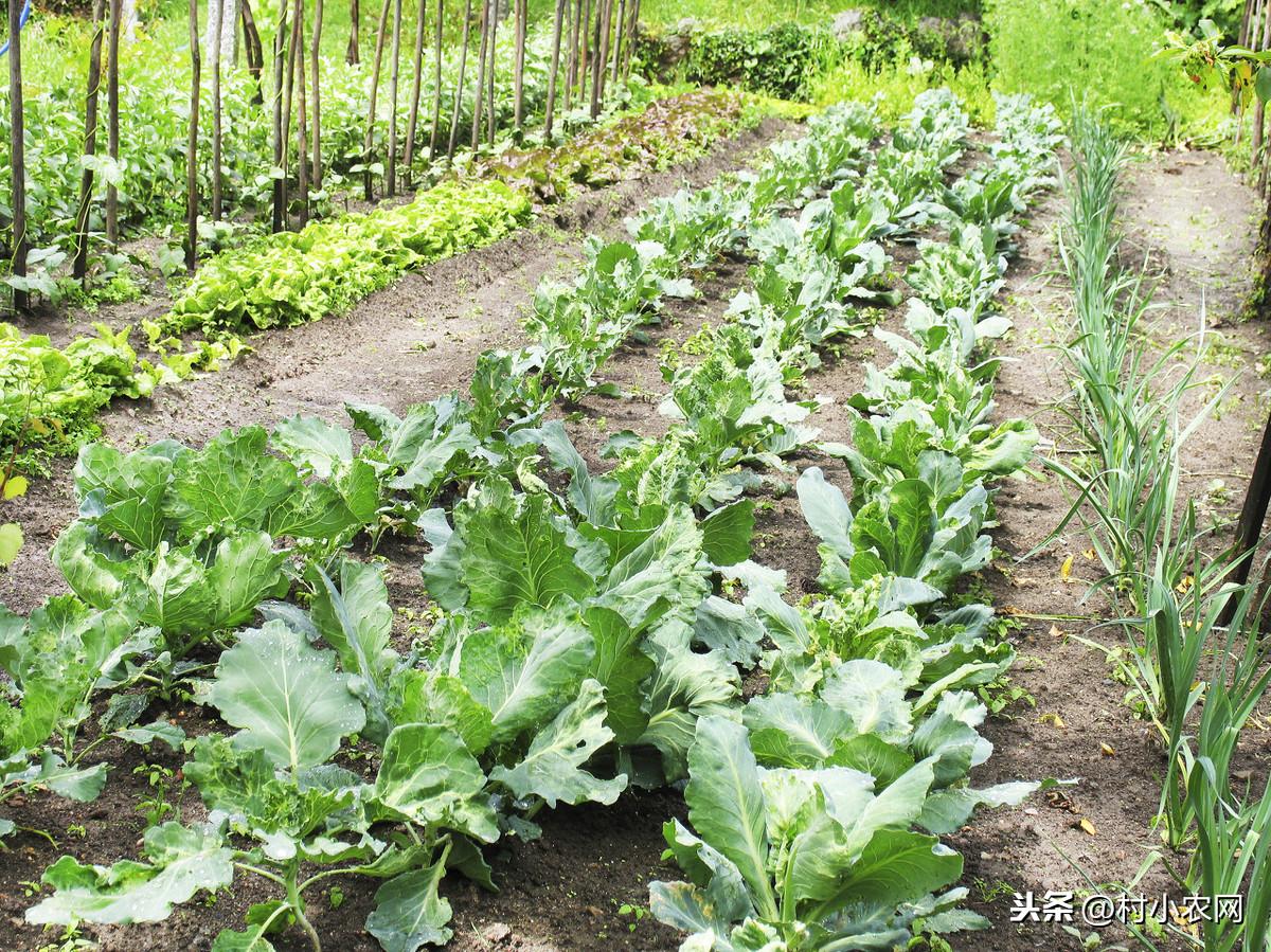 北方西兰花的种植技术_西北养兰花_北方西兰花种植时间和方法
