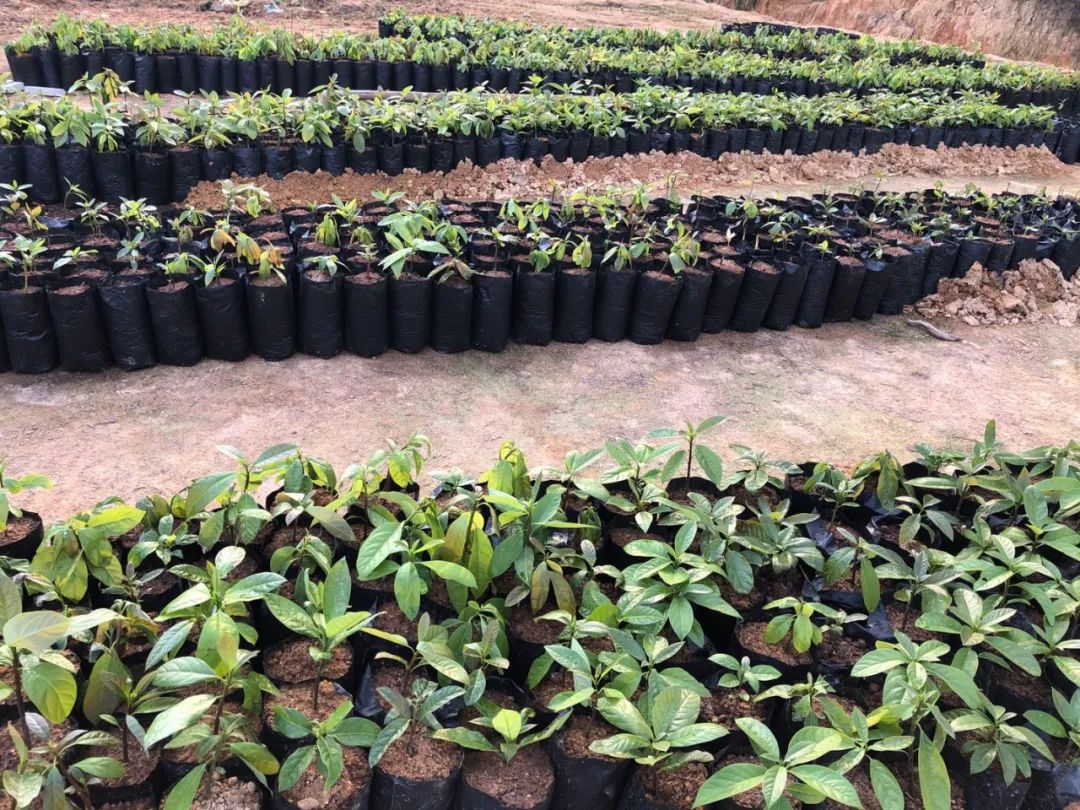 致富经牛油果种植_致富种植果牛油果好吗_致富种植果牛油果图片