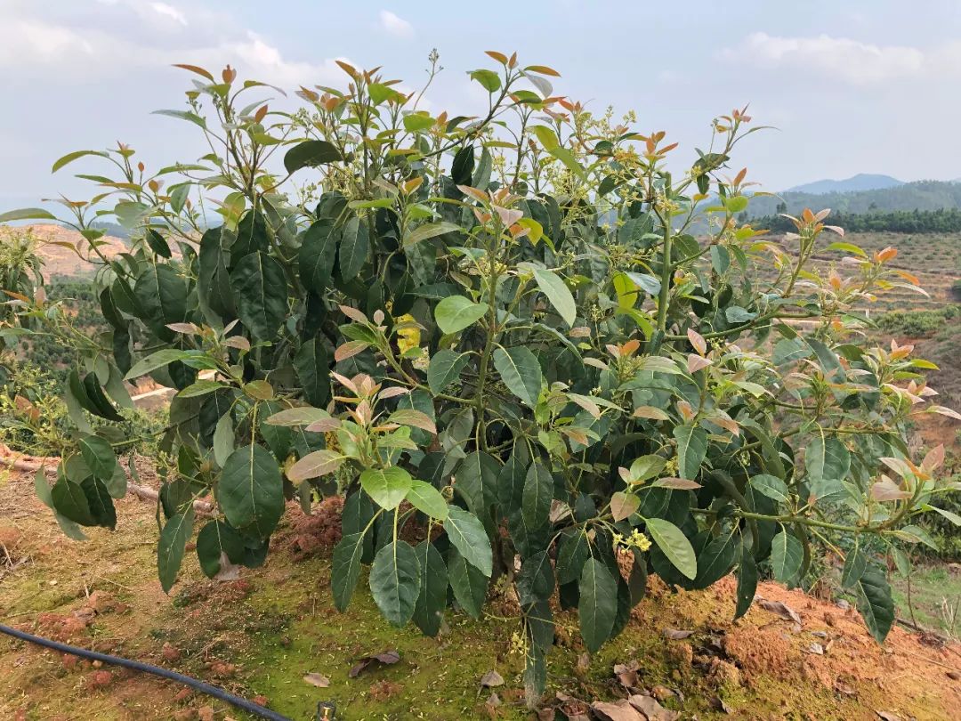 致富种植果牛油果图片_致富种植果牛油果好吗_致富经牛油果种植