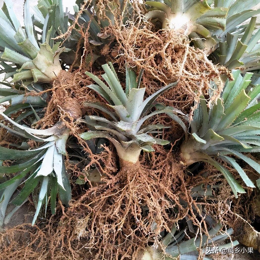 菠萝种植新技术_菠萝种植技术新闻稿_菠萝种植技术新闻