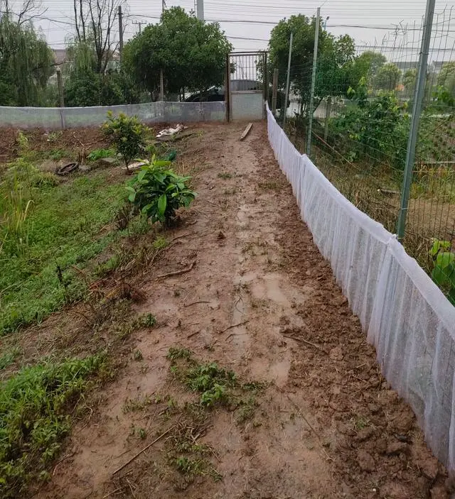 养殖蟾蜍技术_养殖蟾蜍技术_养殖蟾蜍技术
