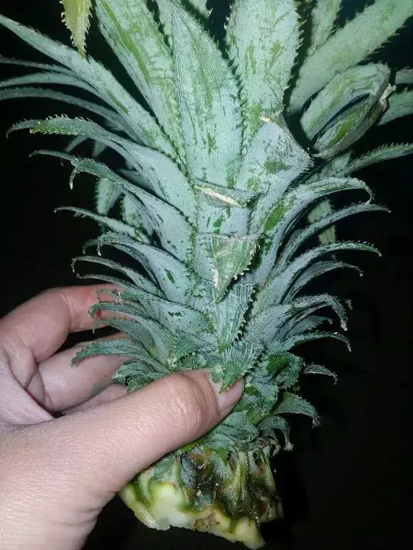 菠萝种植技术新闻报道_菠萝种植技术新闻_菠萝种植新技术