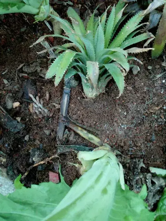 菠萝种植技术新闻报道_菠萝种植新技术_菠萝种植技术新闻