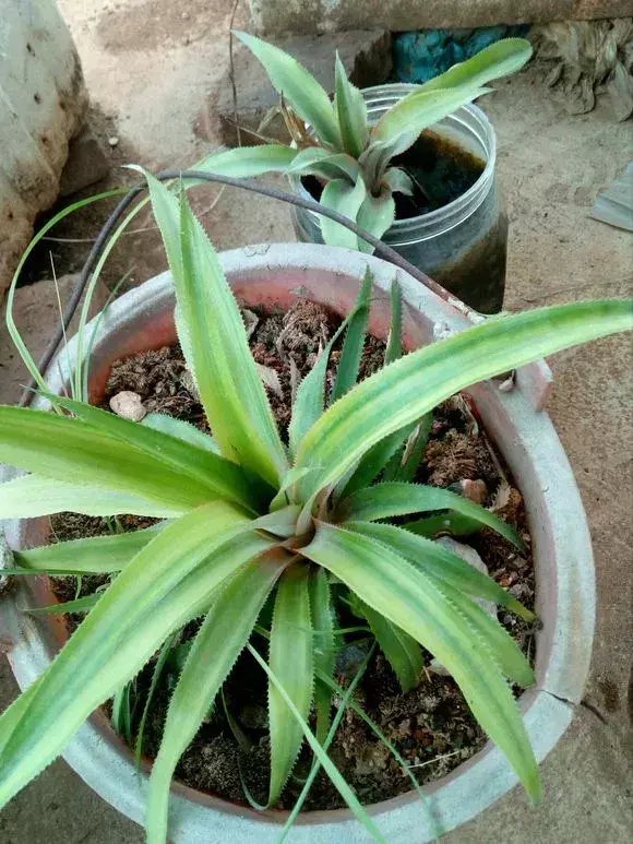 菠萝种植新技术_菠萝种植技术新闻_菠萝种植技术新闻报道