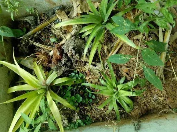 菠萝种植技术新闻报道_菠萝种植技术新闻_菠萝种植新技术