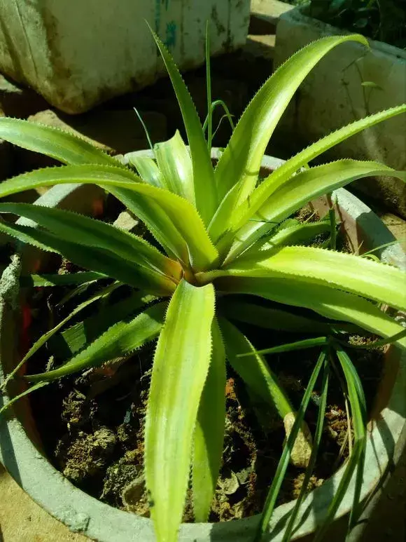 菠萝种植技术新闻_菠萝种植新技术_菠萝种植技术新闻报道