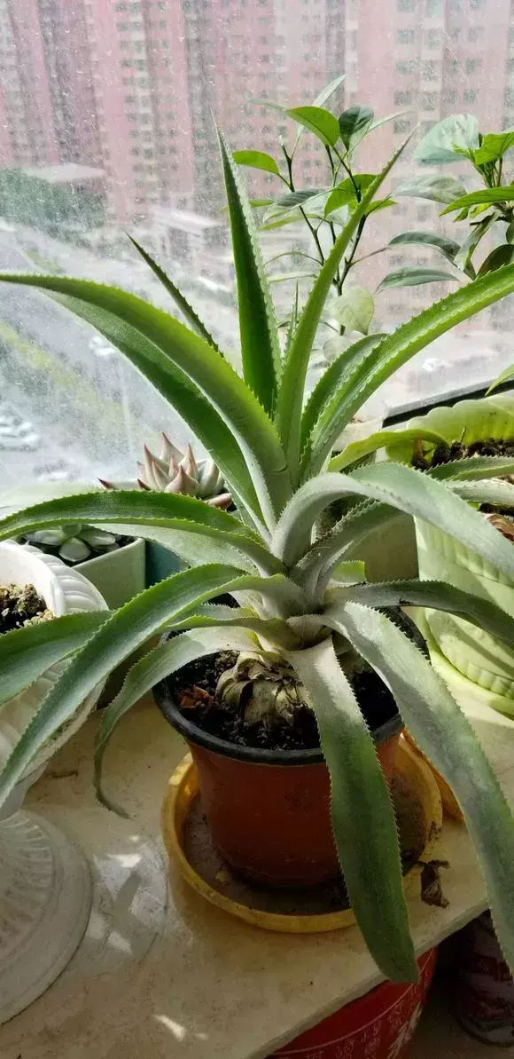 菠萝种植新技术_菠萝种植技术新闻报道_菠萝种植技术新闻