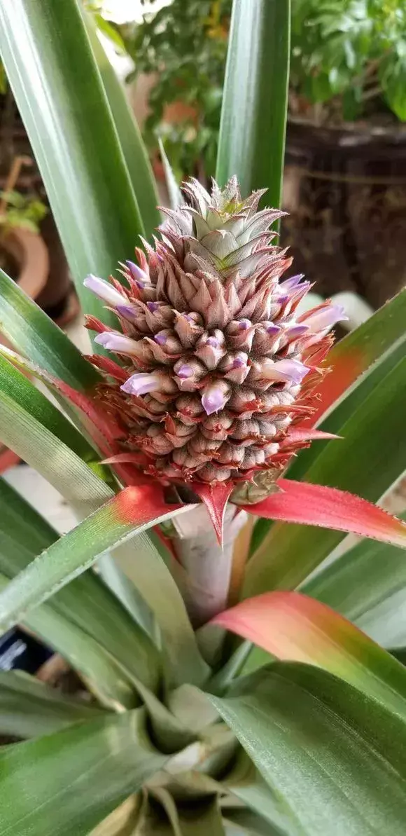 菠萝种植技术新闻_菠萝种植技术新闻报道_菠萝种植新技术