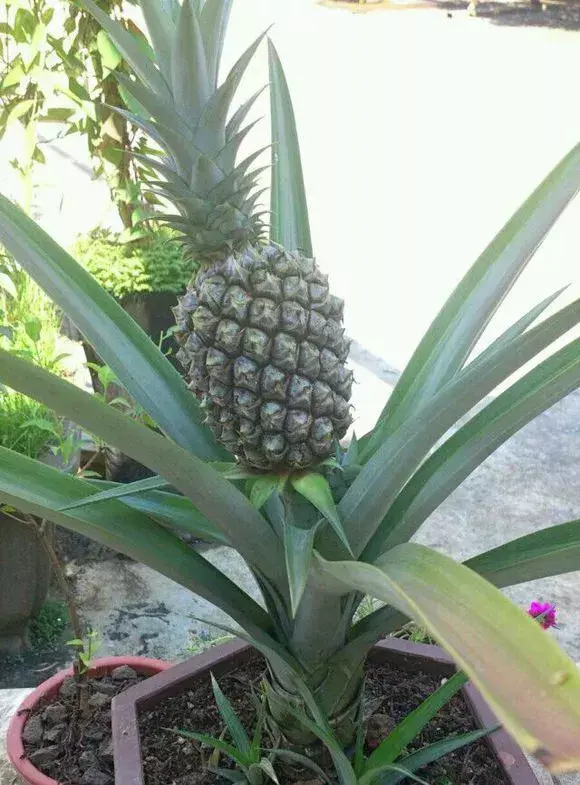 菠萝种植新技术_菠萝种植技术新闻_菠萝种植技术新闻报道