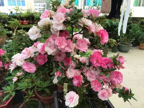 菠萝种植新技术_菠萝种植技术新闻_菠萝种植技术新闻报道