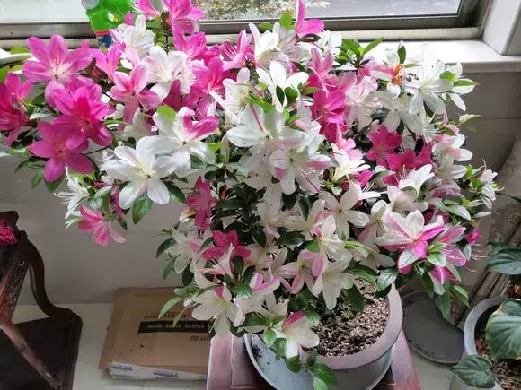 菠萝种植技术新闻报道_菠萝种植新技术_菠萝种植技术新闻