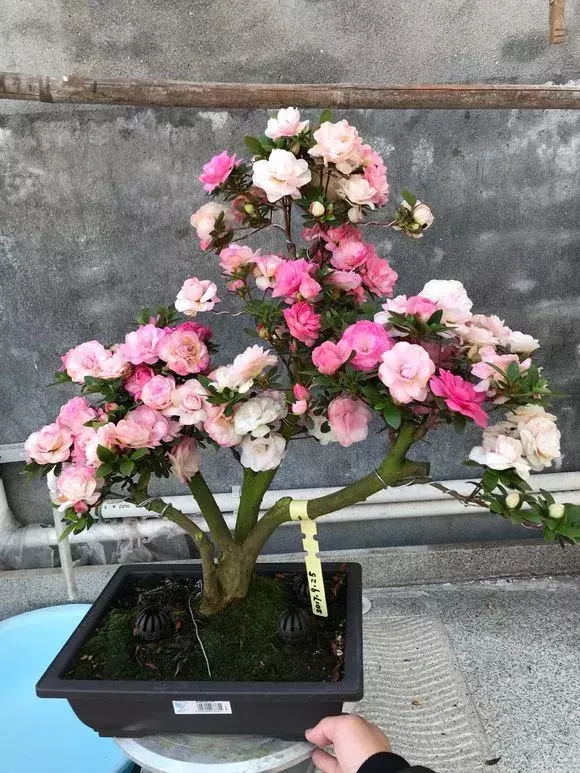 菠萝种植新技术_菠萝种植技术新闻报道_菠萝种植技术新闻