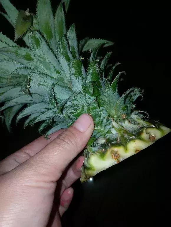 菠萝种植技术新闻_菠萝种植技术新闻报道_菠萝种植新技术